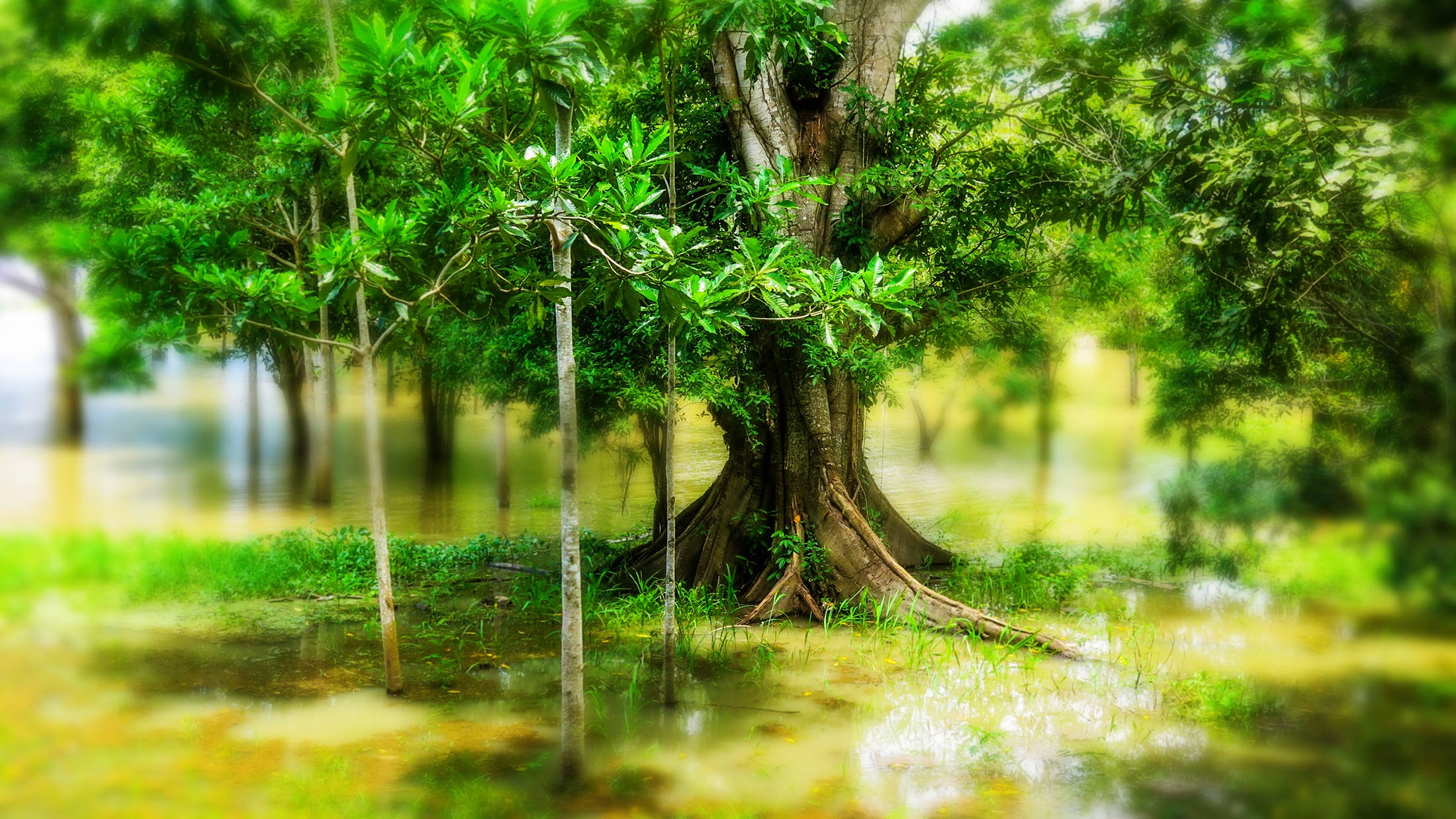Remote plant diet