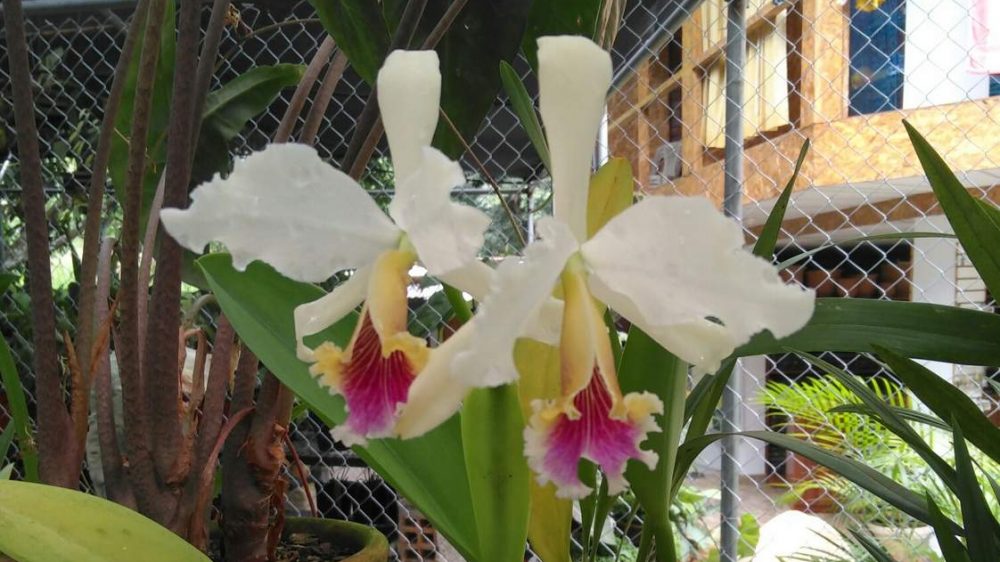 An Orchid center near Ecolodge «Cordillera Escalera»