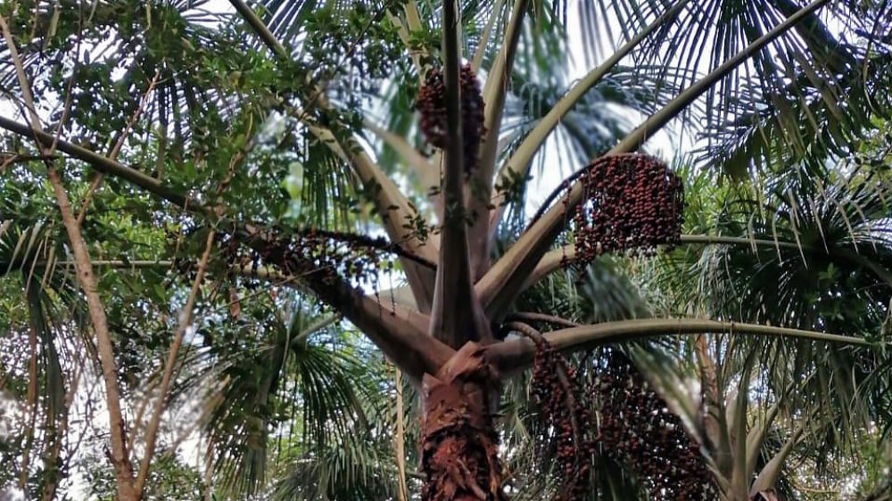 Rare palm trees are planted in the ecolodge Cordillera Escalera
