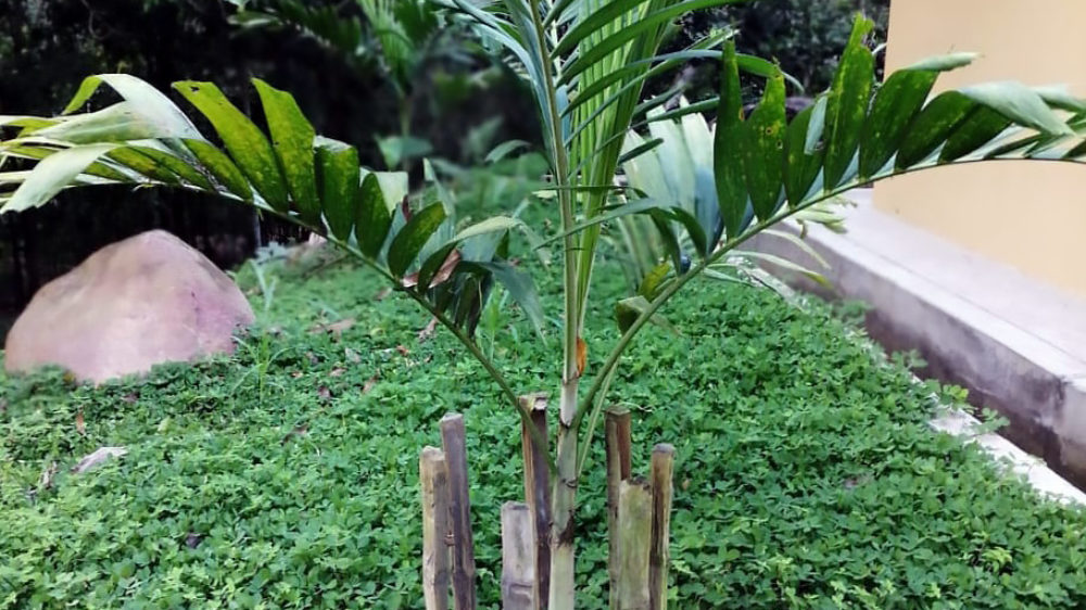Rare palm trees are planted in the ecolodge Cordillera Escalera
