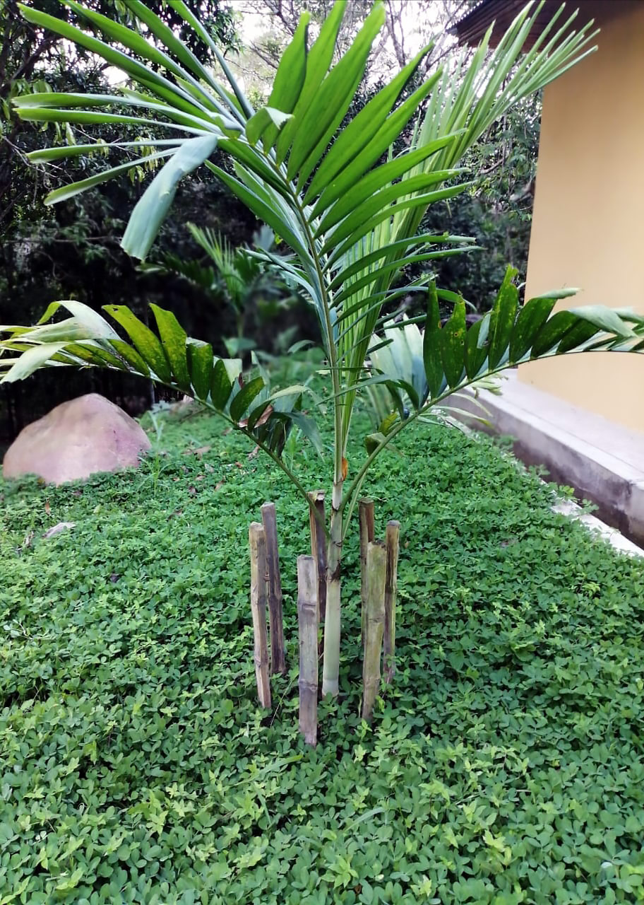 fantasma propiedad donante Una rara especie de palmera se planta en el ecolodge «Cordillera Escalera»  - Cordillera Escalera