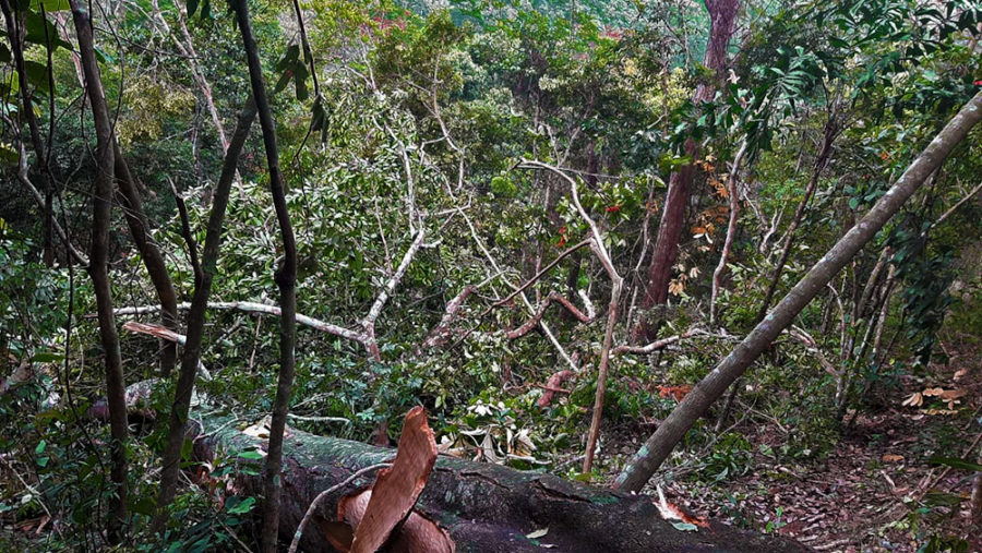 Cómo caen los árboles