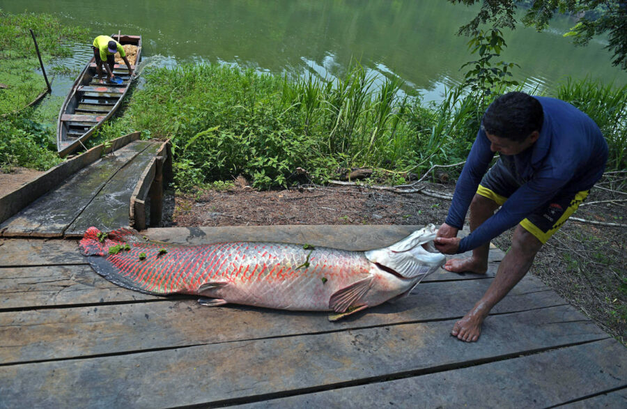 Амазонская Царь-рыба теперь живет в нашем  Эколодже 