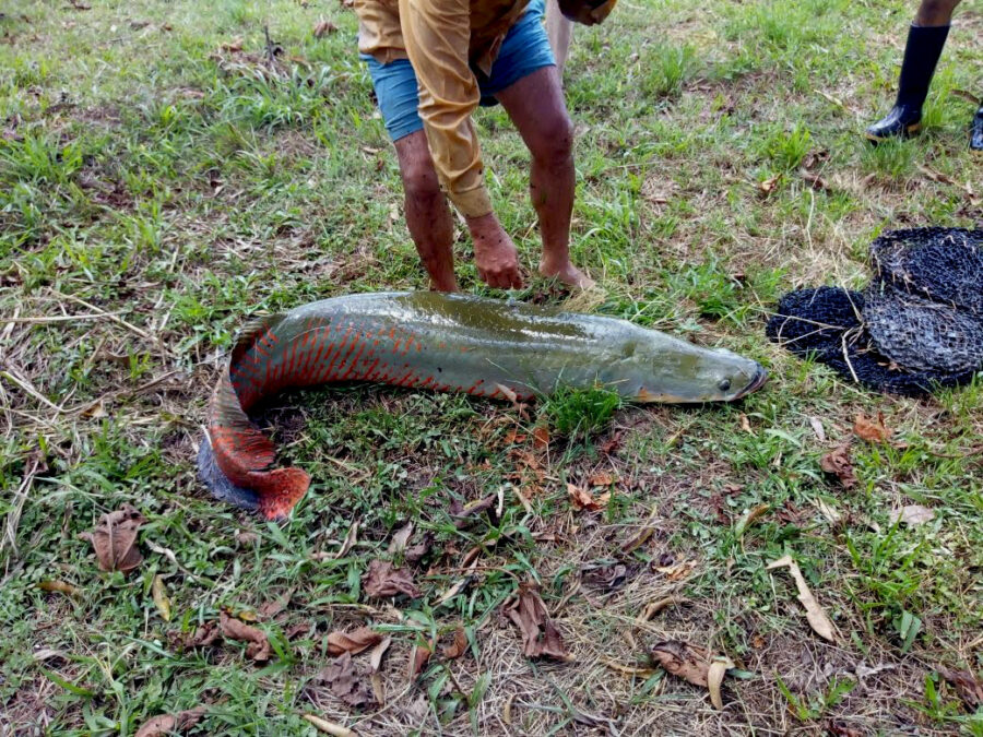 Амазонская Царь-рыба теперь живет в нашем Эколодже