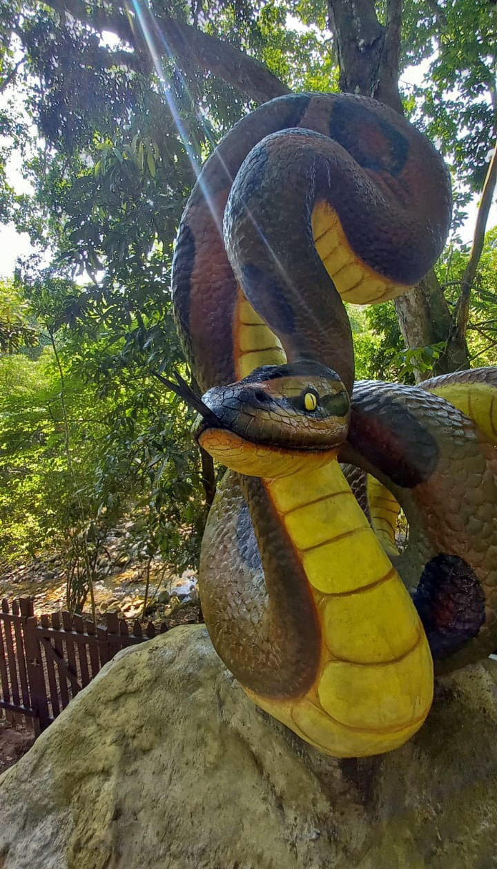 Anaconda en «Chakruna»
