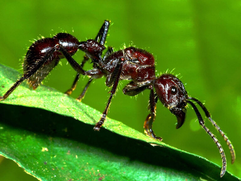 Meet the bullet ant